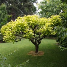 Aurea Golden Indian Bean Tree