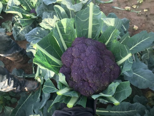 Purple broccoli plug - purple, plants