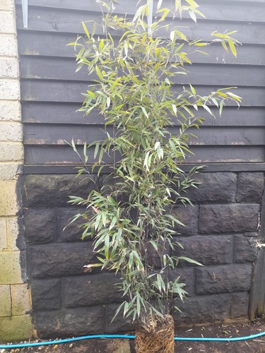 Phyllostachys nigra black stem - phyllostachys,