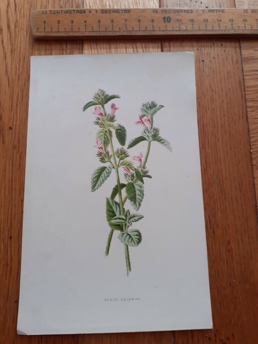 Vintage botanical flower print