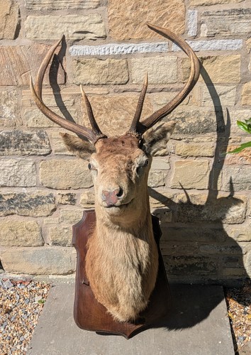 Good 19th century taxidermy - good,