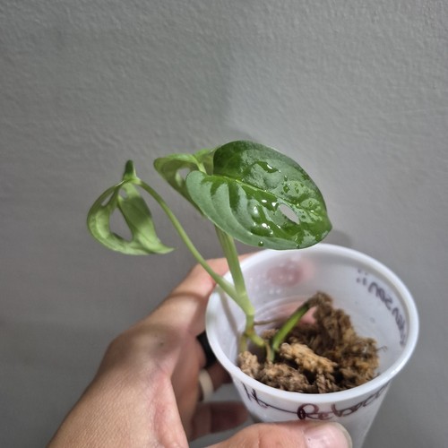 Monstera adansonii - adansonii,