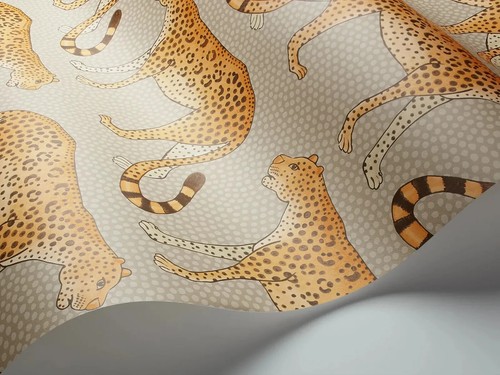 Cole son leopard walk - cole,