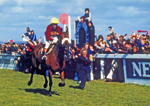 Red rum horse - rum,