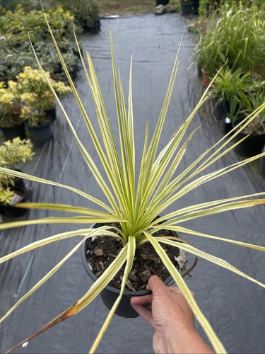 Cordyline lime passion litre - lime,