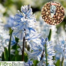 PUSCHKINIA LIBANOTICA BULBS Russian Snowdrops Spring Flowering bulbs