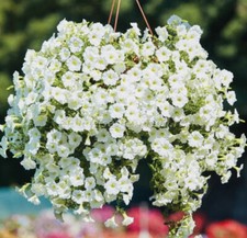 PETUNIA TRAILING WHITE F1 SEEDS - 10 Pellets