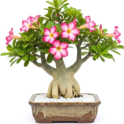 Adenium obesum desert - desert, rose