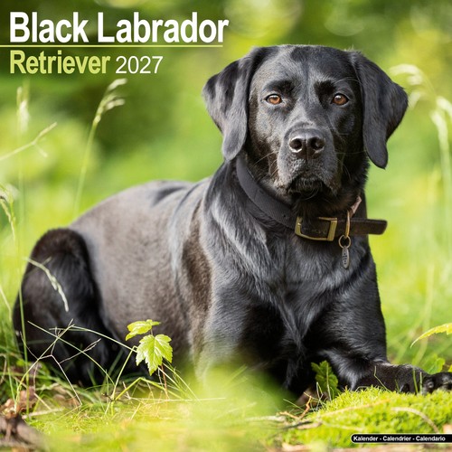 Labrador retriever - labrador, (black)