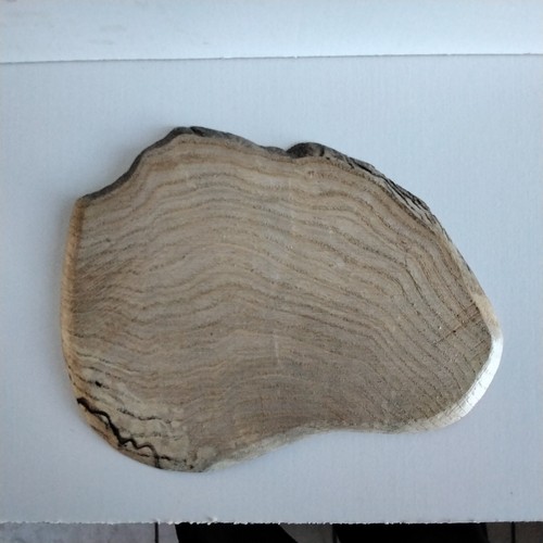 Sp5 display stand for bonsai - sp5,