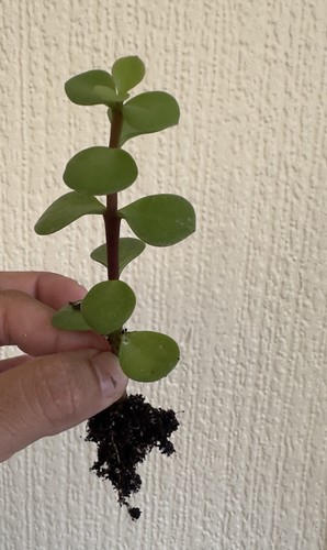 Elephant bush dwarf jade - elephant,