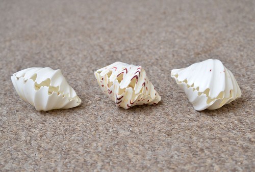 Small polished real clam - small,