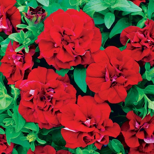 Trailing petunia surfinia - trailing,