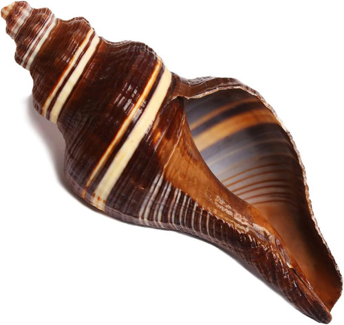 Large conch shells - large, for