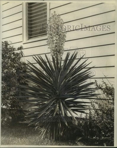 1970 press photo - 1970, plant