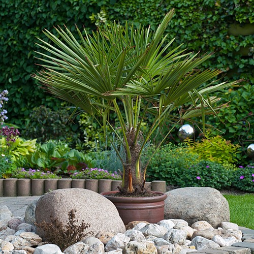 Palm tree trachycarpus - palm,