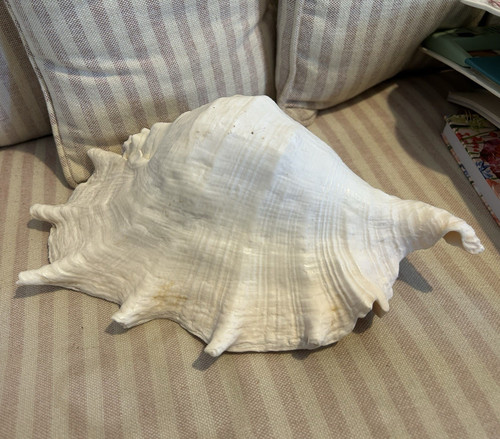 Natural large spider conch - large,