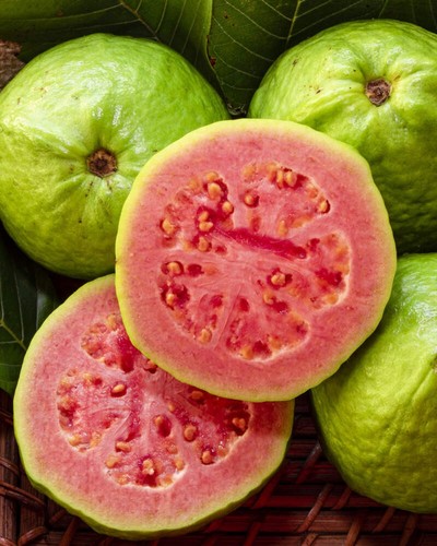 Pink guava fruit tree - fruit,