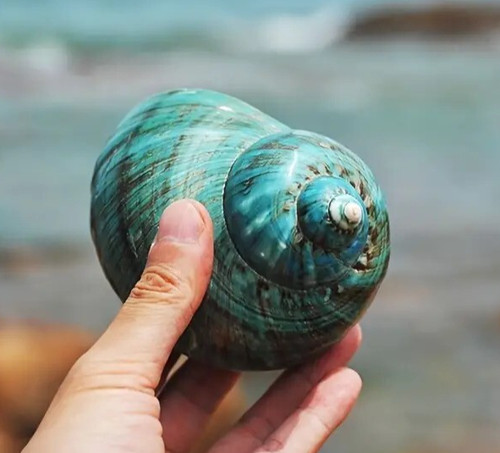 Large natural conch - large, seashell