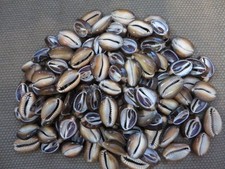 120 Small Cowrie Cut Sea