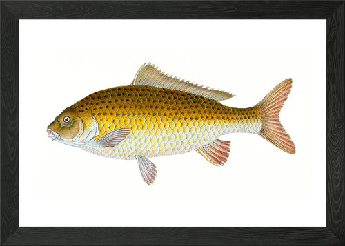Carp cyprinus framed wall - carp, art