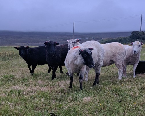 Raw wool shetland cross - shetland,