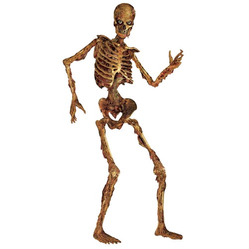 Jointed skeleton - jointed,