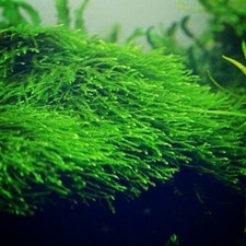 100g Java Moss Live Aquarium