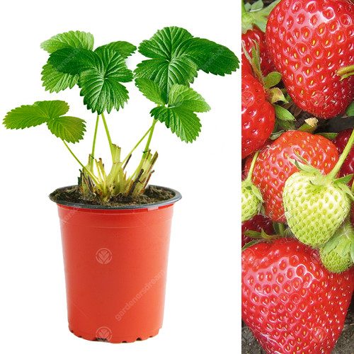 Strawberry cambridge - strawberry, 'cambridge