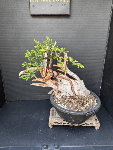 Tanuki needle juniper bonsai - tanuki,