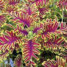 Coleus skeletal plug - ‘skeletal’,