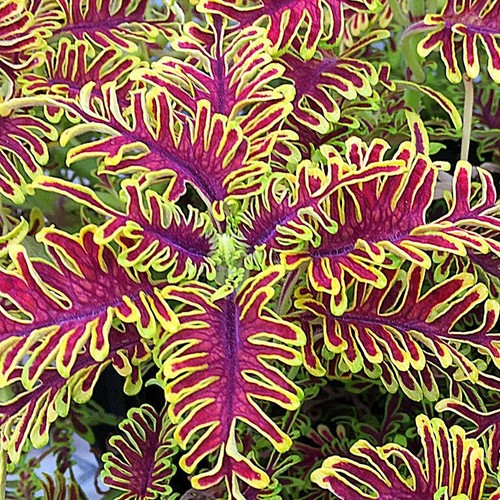 Coleus skeletal plug - coleus, ‘skeletal’