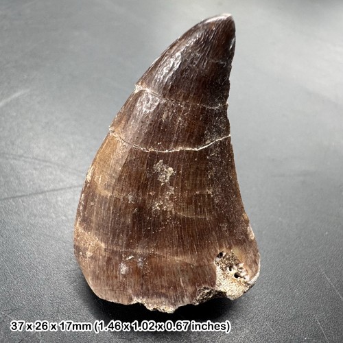Genuine mosasaur tooth fossil - mosasaur,