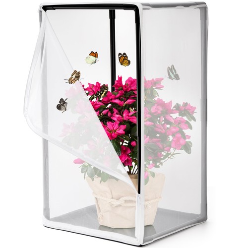 Kingrol butterfly habitat - butterfly,
