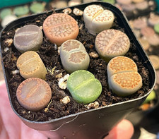9 pcs Lithops - Living Stones