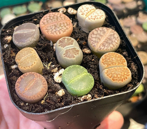 Pcs lithops living stones - pcs,