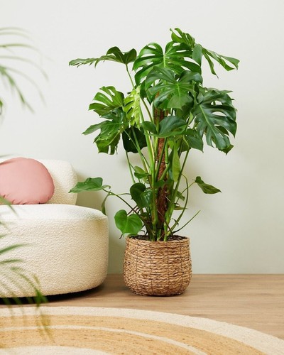 Monstera deliciosa swiss - monstera,