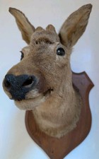 TAXIDERMY ROE DEER MOUNTED