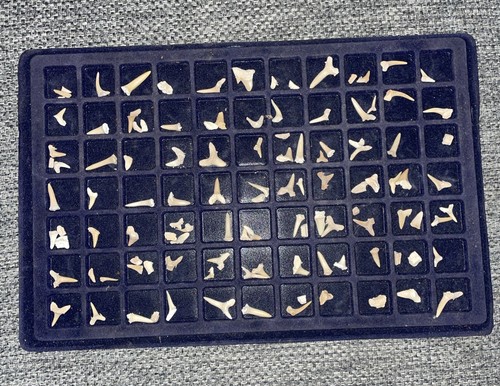 Tray mixed shark teeth - tray,