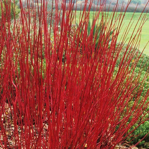 Cornus alba sibirica red - alba,