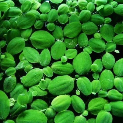 Floating aquarium plants - aquarium, for