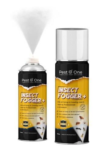 Fleas room flea - fleas, bug