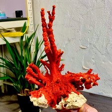309g Natural Red coral reef Cluster Ocean Mineral Crystal Specimen