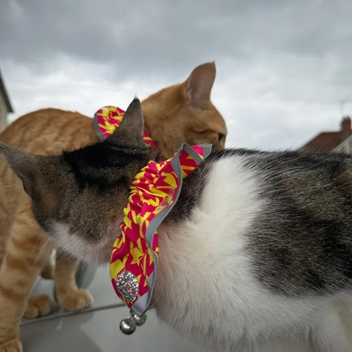 Protect birds stop cats - protect,