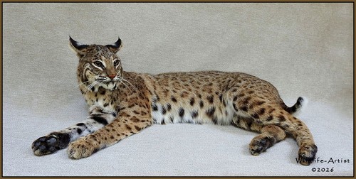Bobcat taxidermy mount - mount, coyote