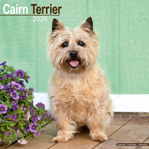 Cairn terrier 2026 calendar - calendar, |