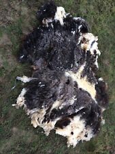 Jacob Sheep Fleece Various Colours from our Flock