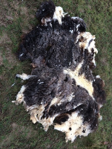 Jacob sheep fleece - sheep,
