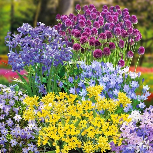 300 hardy bulbs for - bulbs, borders