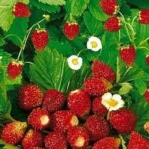 Strawberry alpine regina great - strawberry,